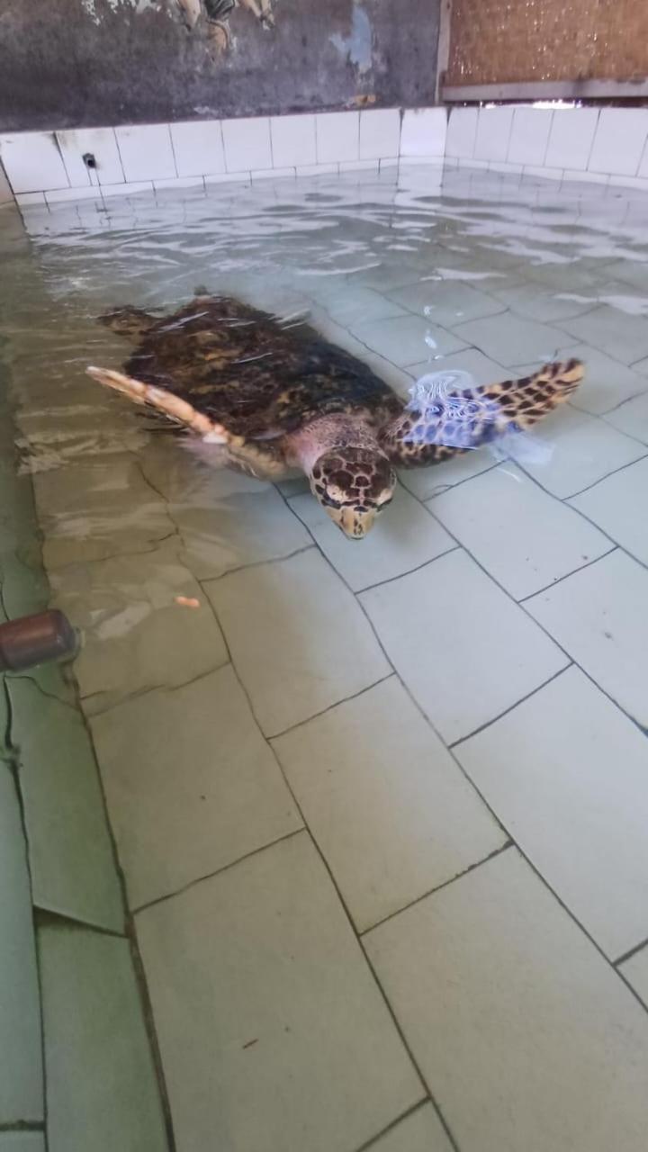 The Beach Bungalows & Turtle Sanctuary Pemuteran  Exterior photo